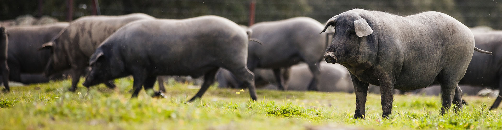 Iberian Pigs in a sunny field