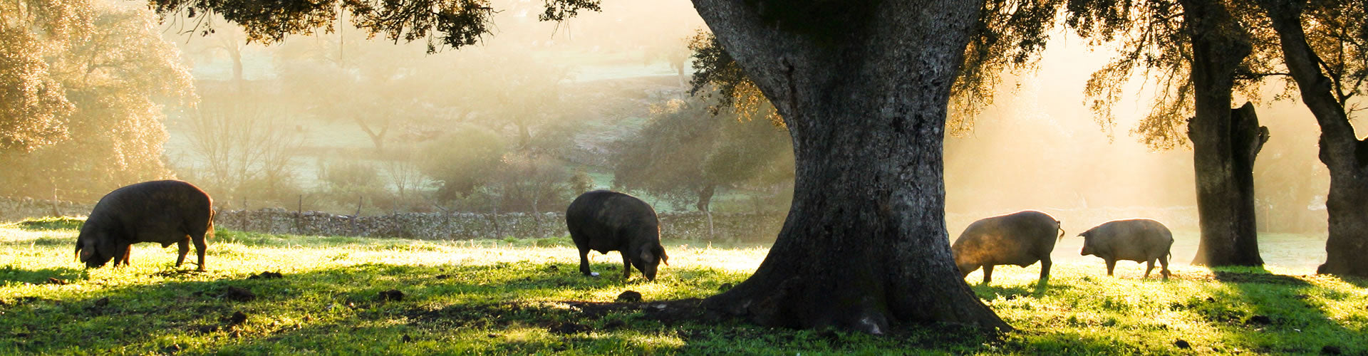 Iberian Pigs in the sun