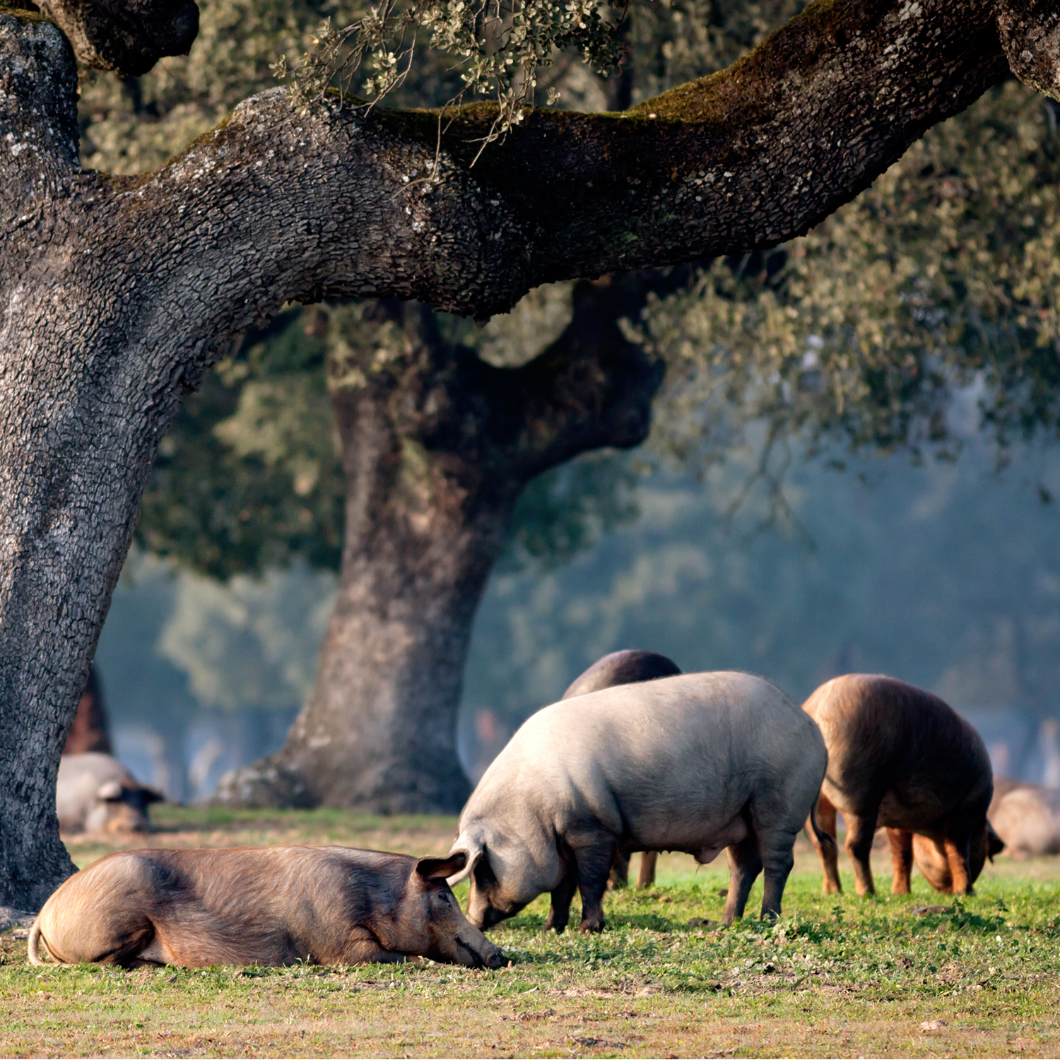 Iberian Pigs Under Oak Tree
