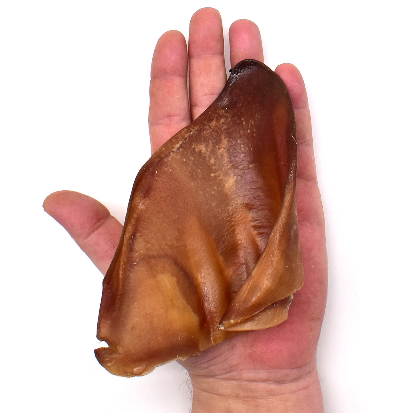 Luxury Iberian Pigs Ear in Hand