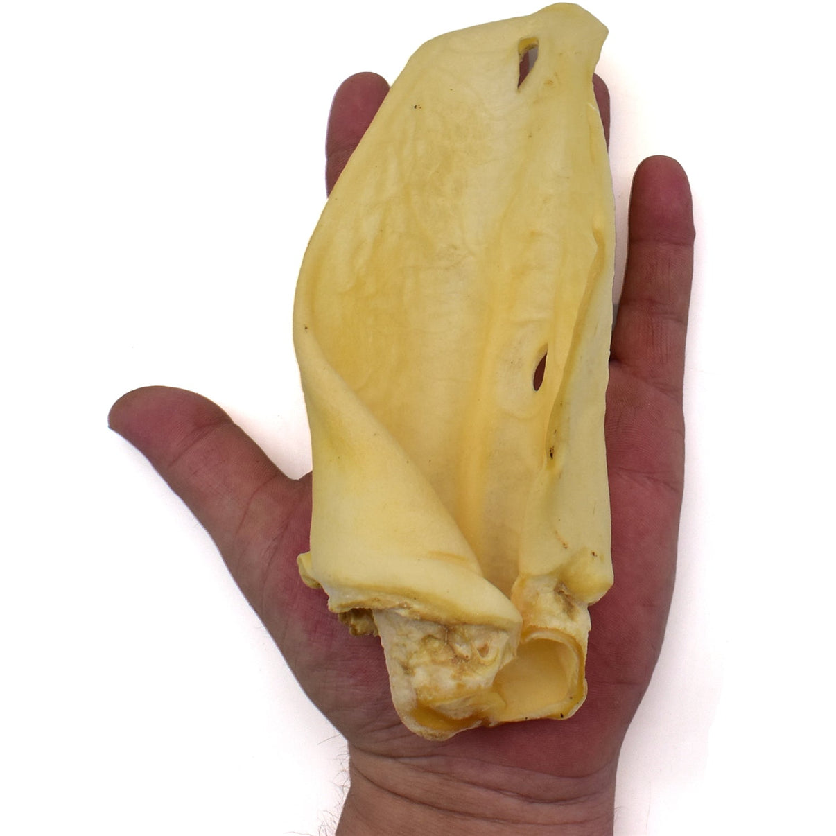 Air Dried Thick White Beef Cows Ears Pigs Ears Direct