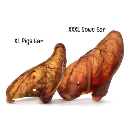 XXXL Massive Jumbo Sows Ears x 15 (image 2 - size comparison)